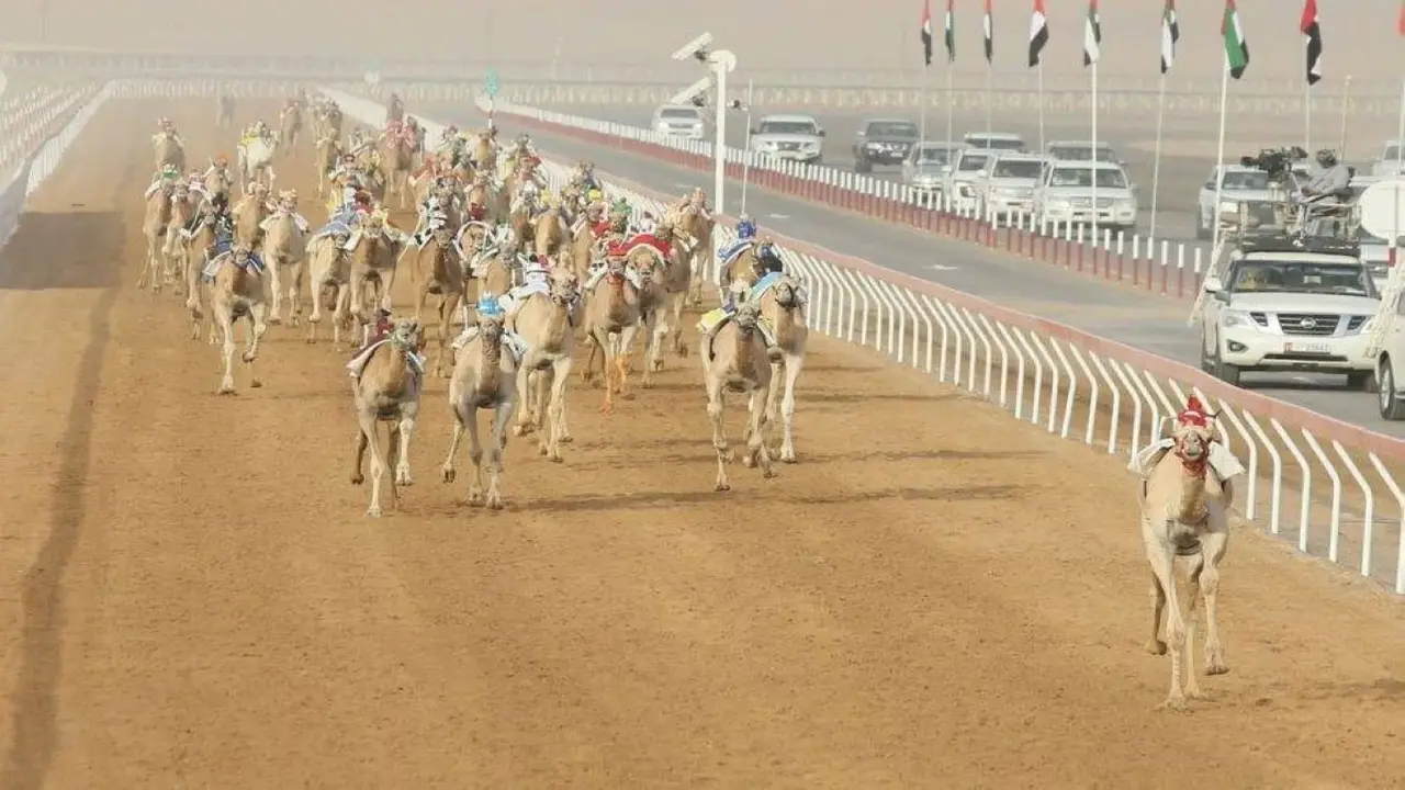 انطلاق السباق التمهيدي الثاني لمهرجان العين للهجن بميدان الروضة